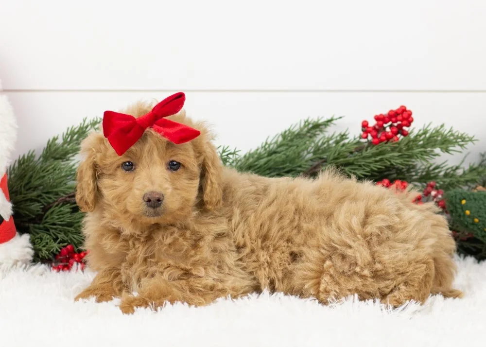 goldendoodle for sale