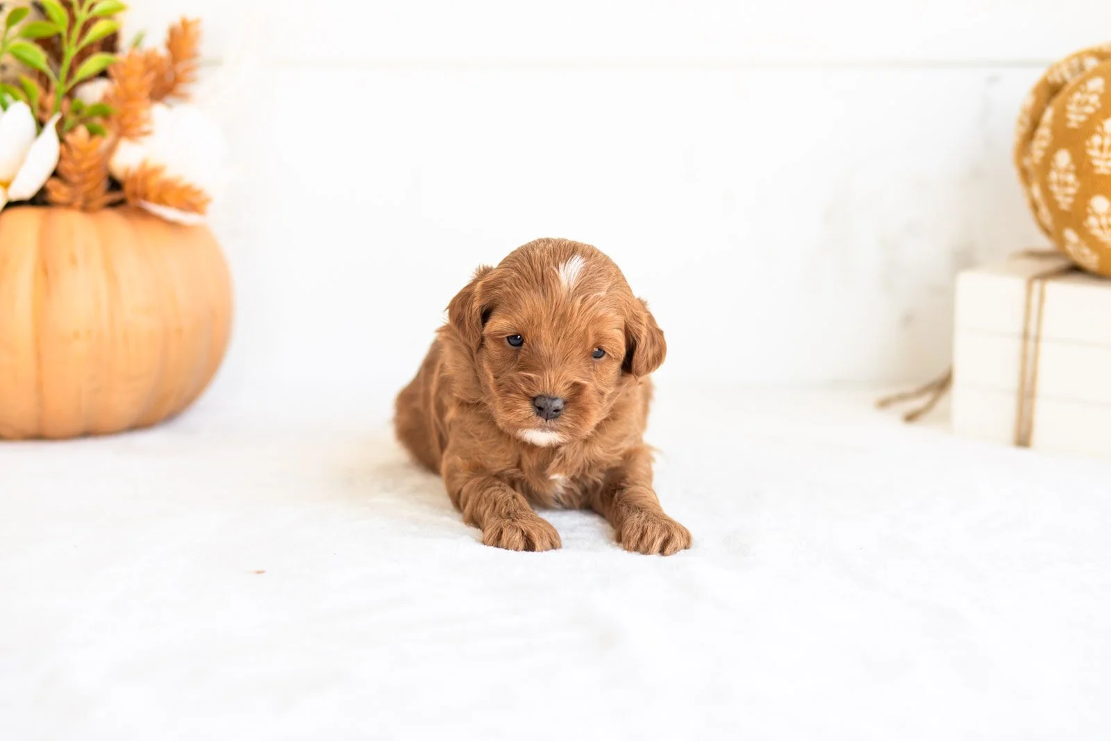 Nacho goldendoodle for sale 3.jpg