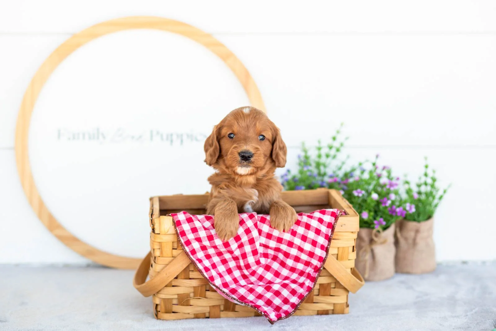 Eliza goldendoodle for sale(4).jpg