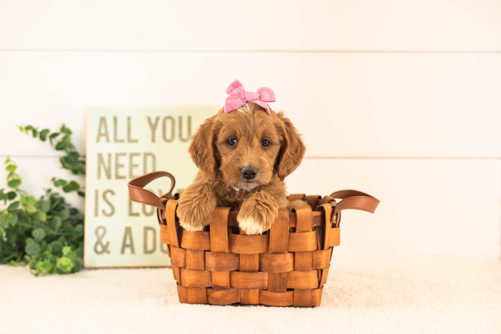 Ophelia goldendoodle for sale(4).jpg