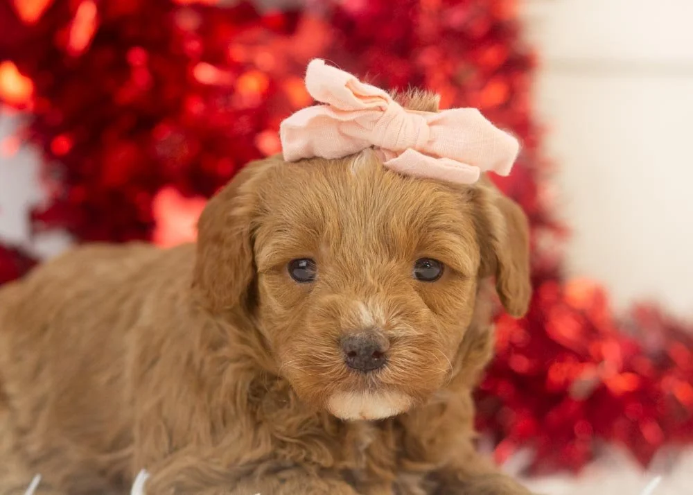 Robin goldendoodle for sale(2).jpg