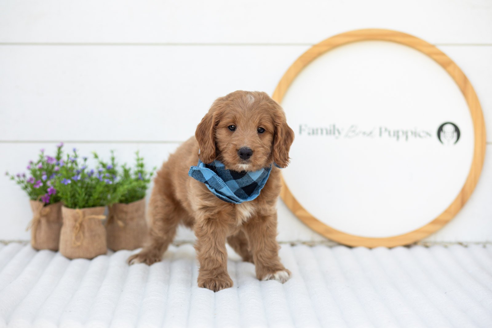 Munster goldendoodle for sale(1).jpg