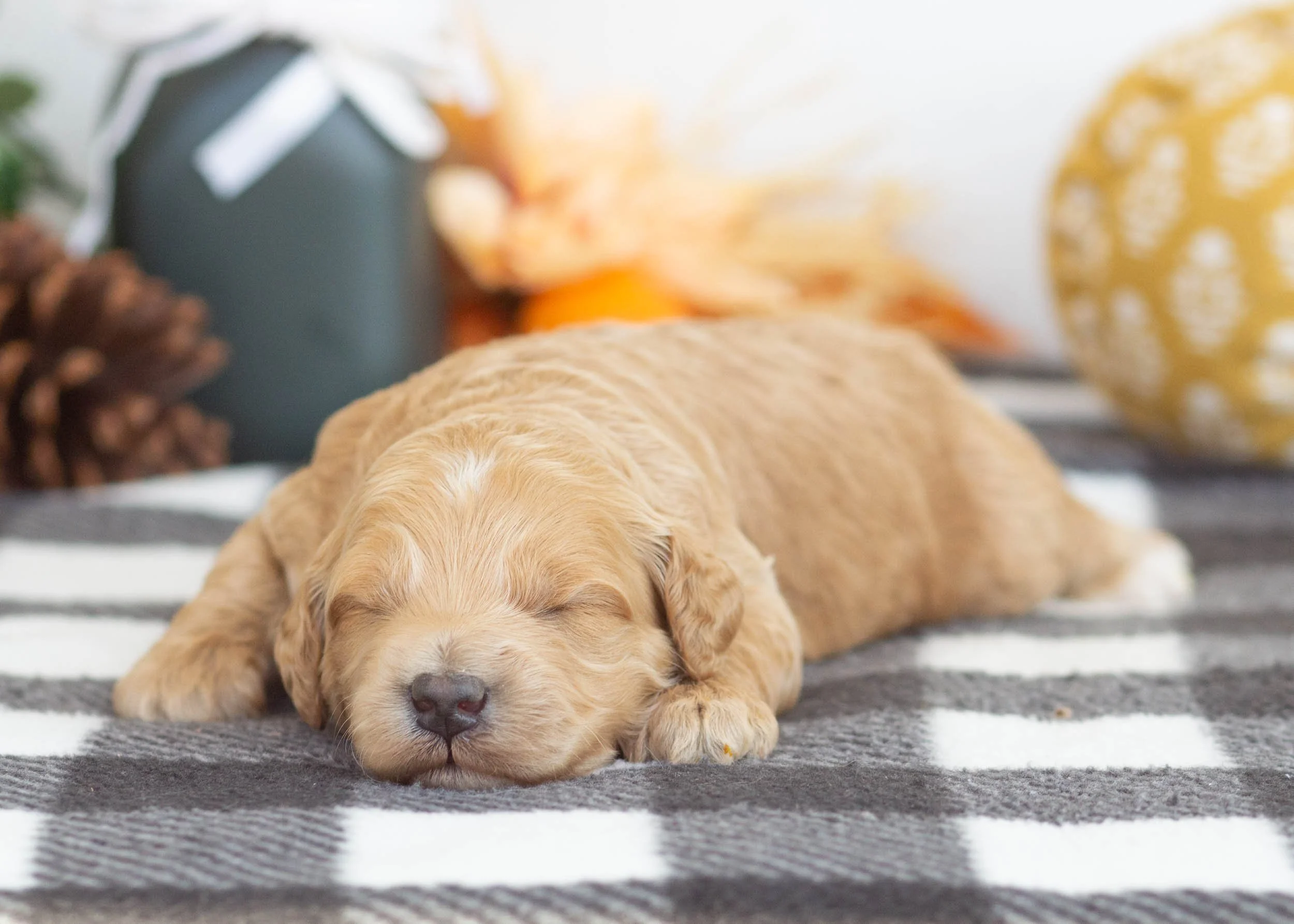 Levi goldendoodle for sale(2).jpg
