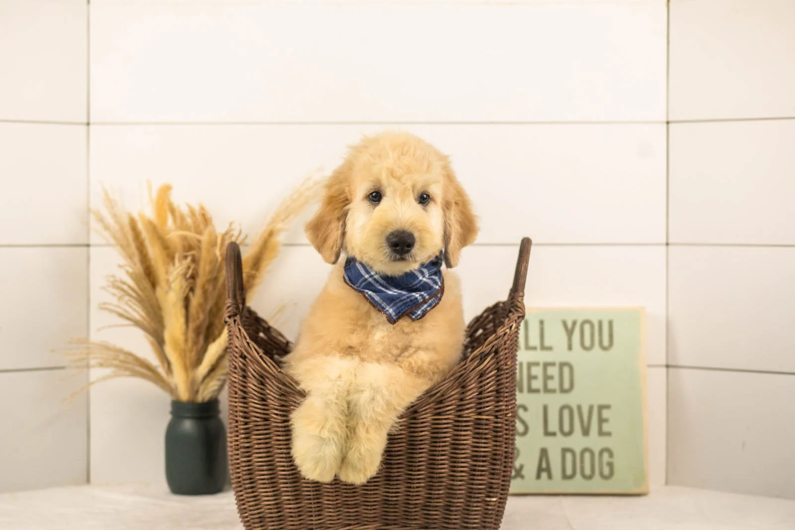 Emry goldendoodle for sale.jpg