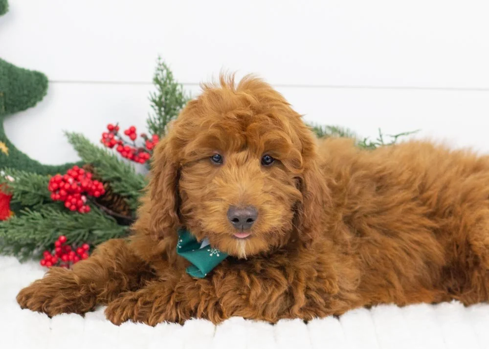 goldendoodle for sale