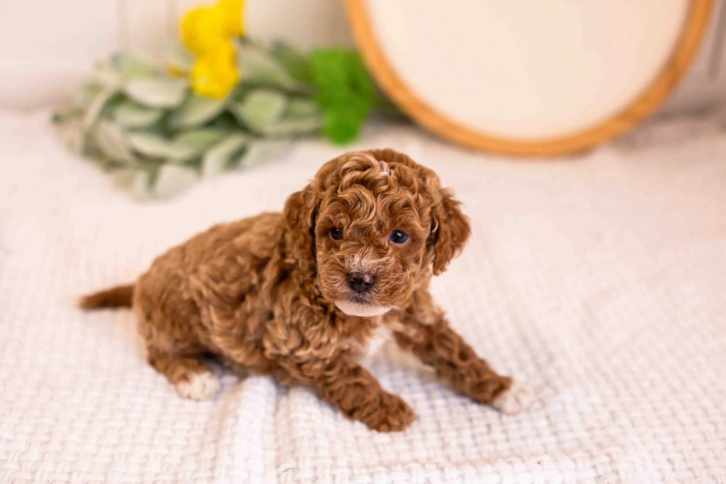 milo goldendoodle for sale(1).jpg