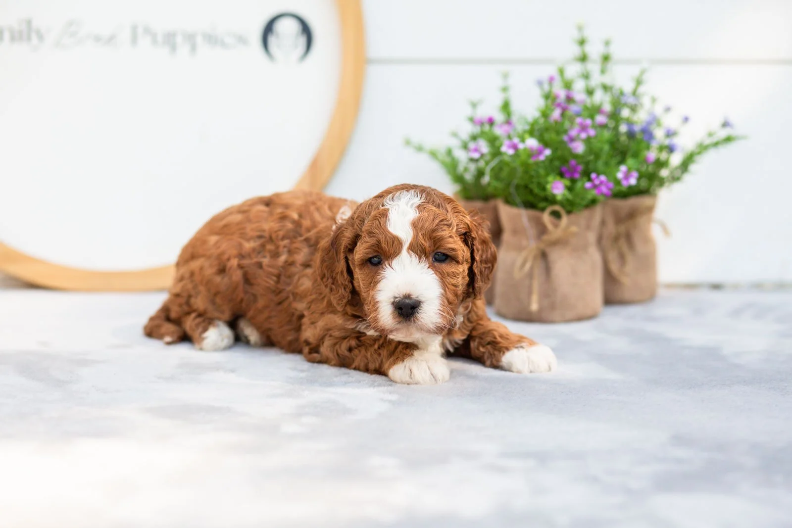 Sesame goldendoodle for sale(2).jpg