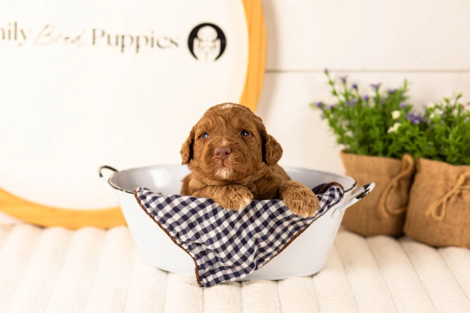 Layla goldendoodle for sale(3).jpg