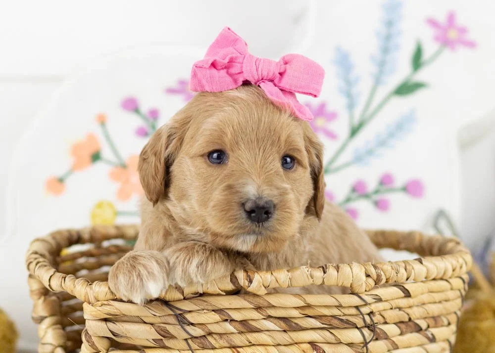 Rachel goldendoodle for sale.(1).jpg