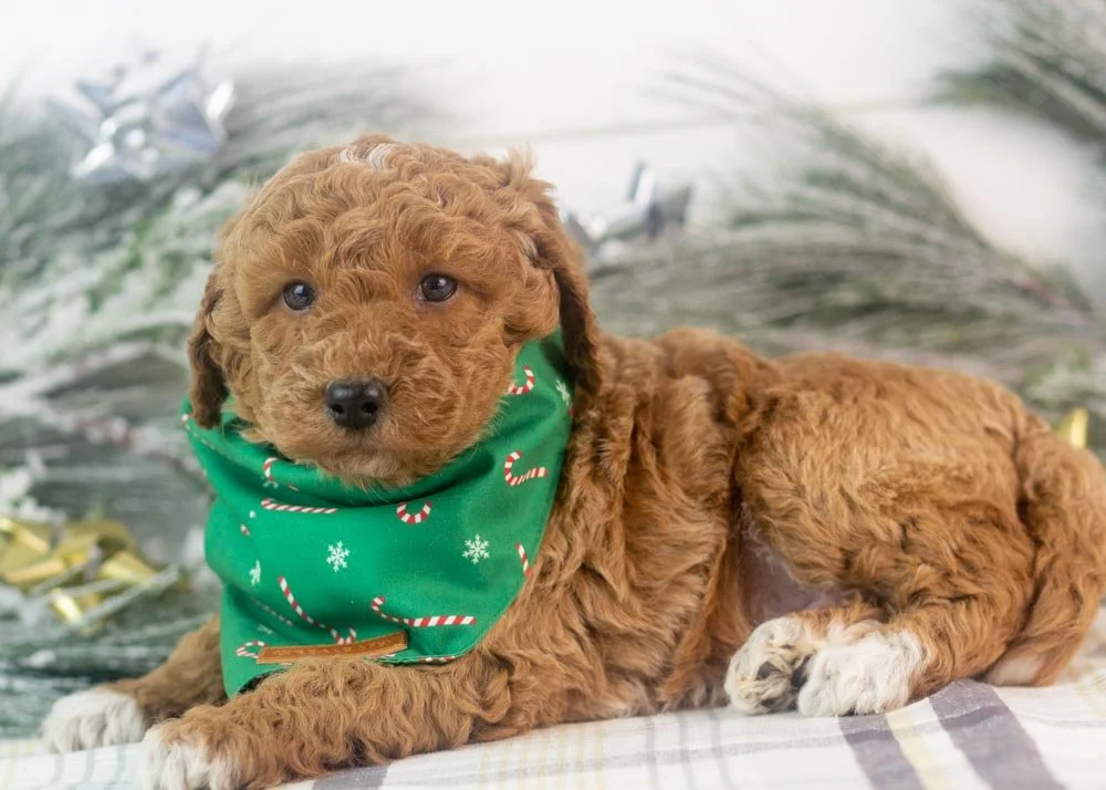 bandit goldendoodle for sale.jpg