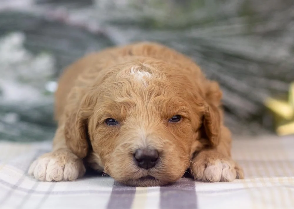 Lucille goldendoodle for sale(1).jpg