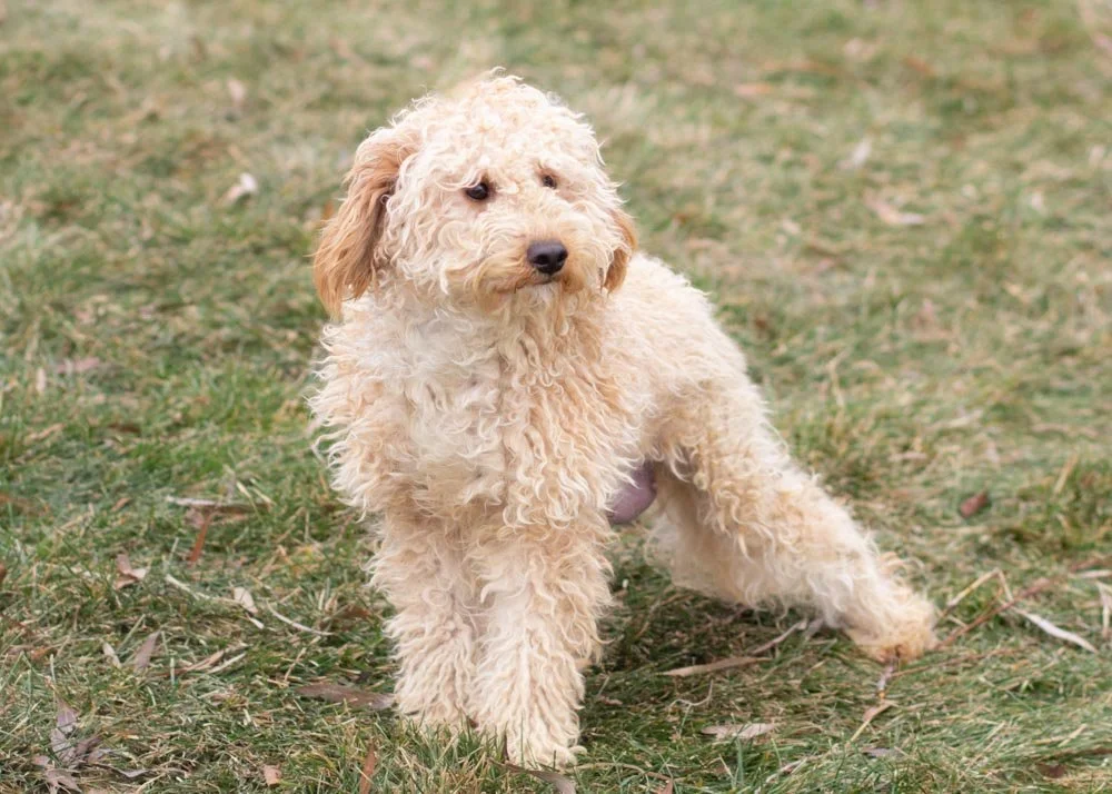 mom goldendoodle
