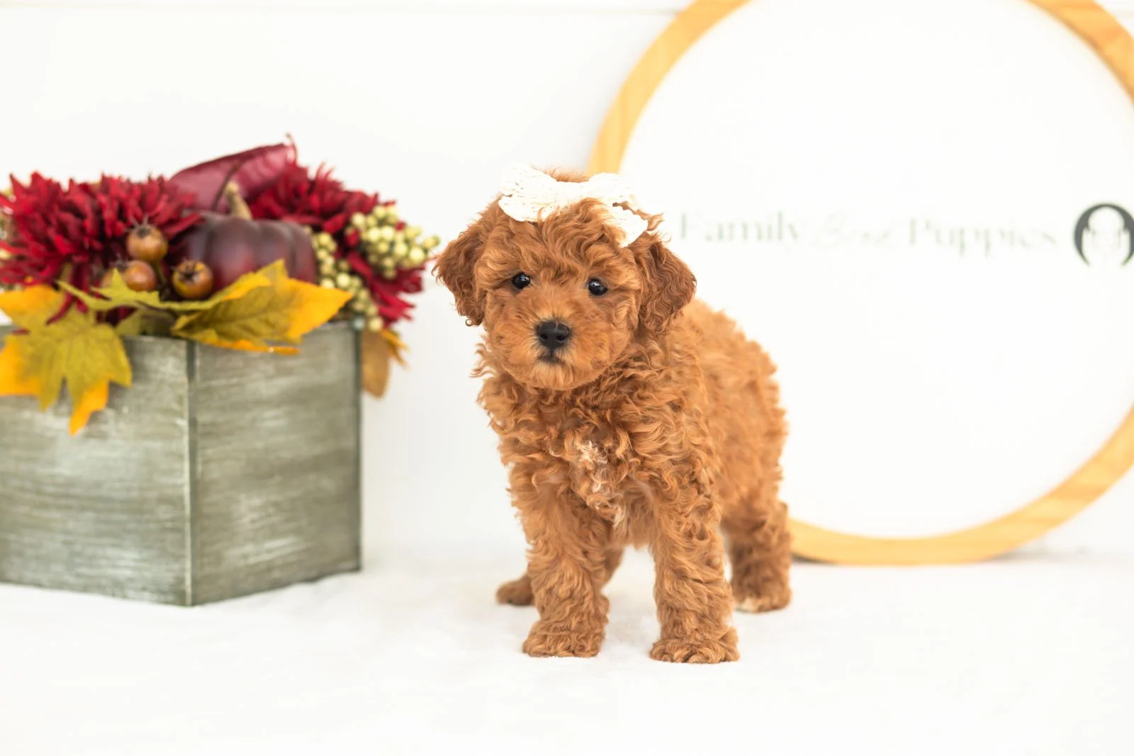 Velvet goldendoodle for sale(2).jpg