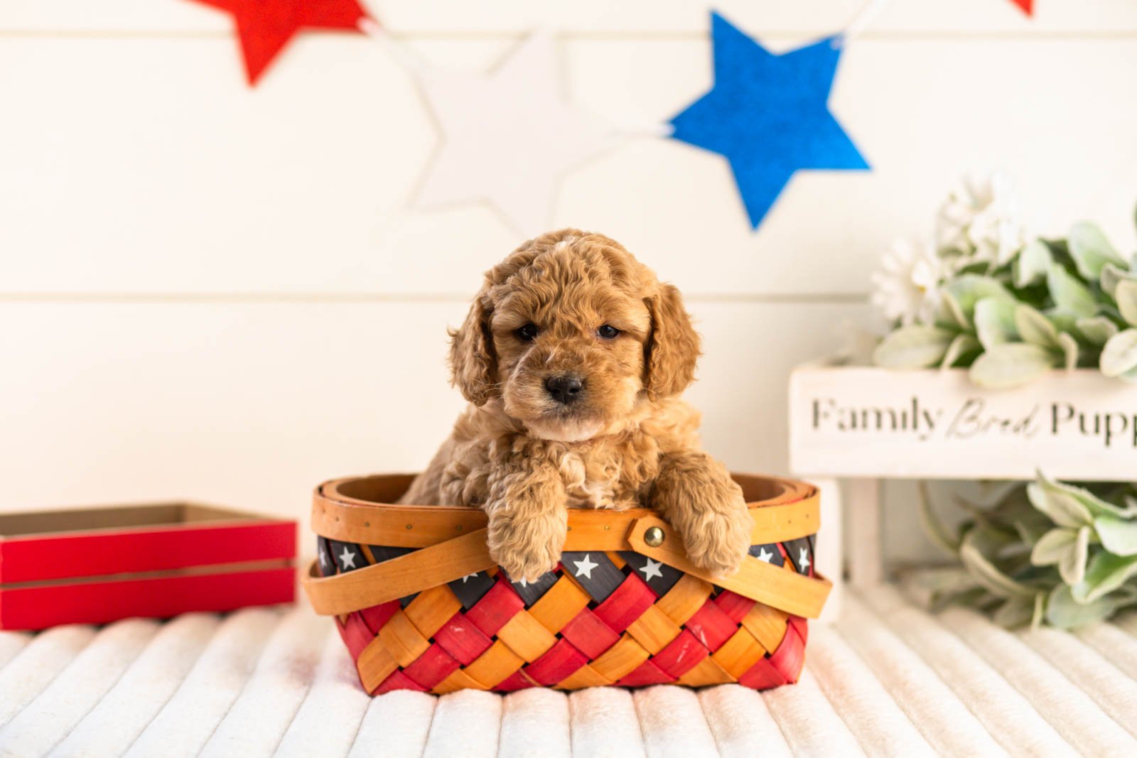 onyx goldendoodle for sale(3).jpg