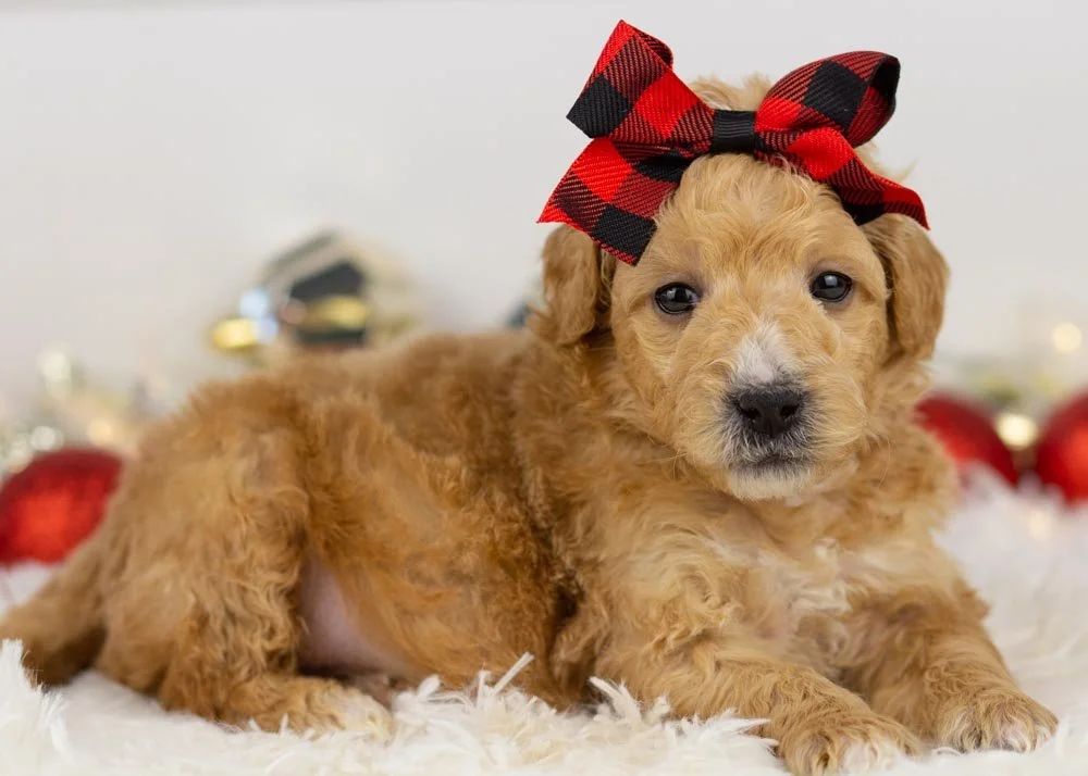 Fox goldendoodle for sale(2).jpg