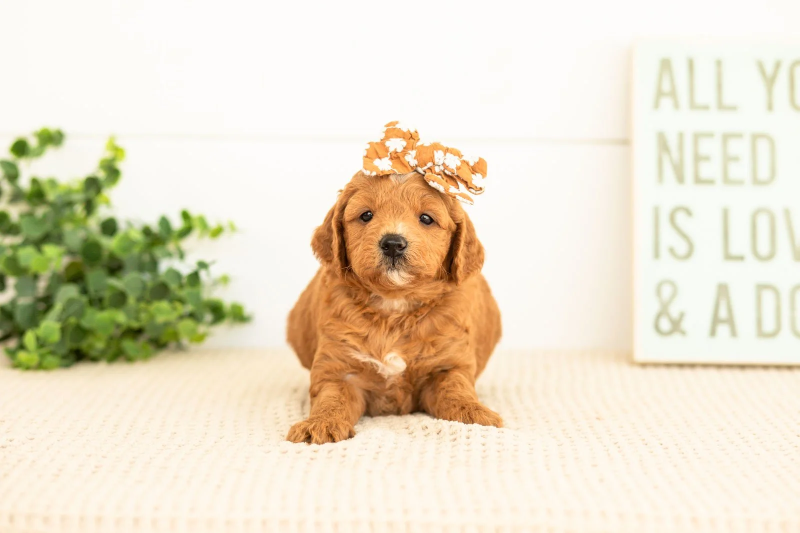 Satin goldendoodle for sale(4).jpg