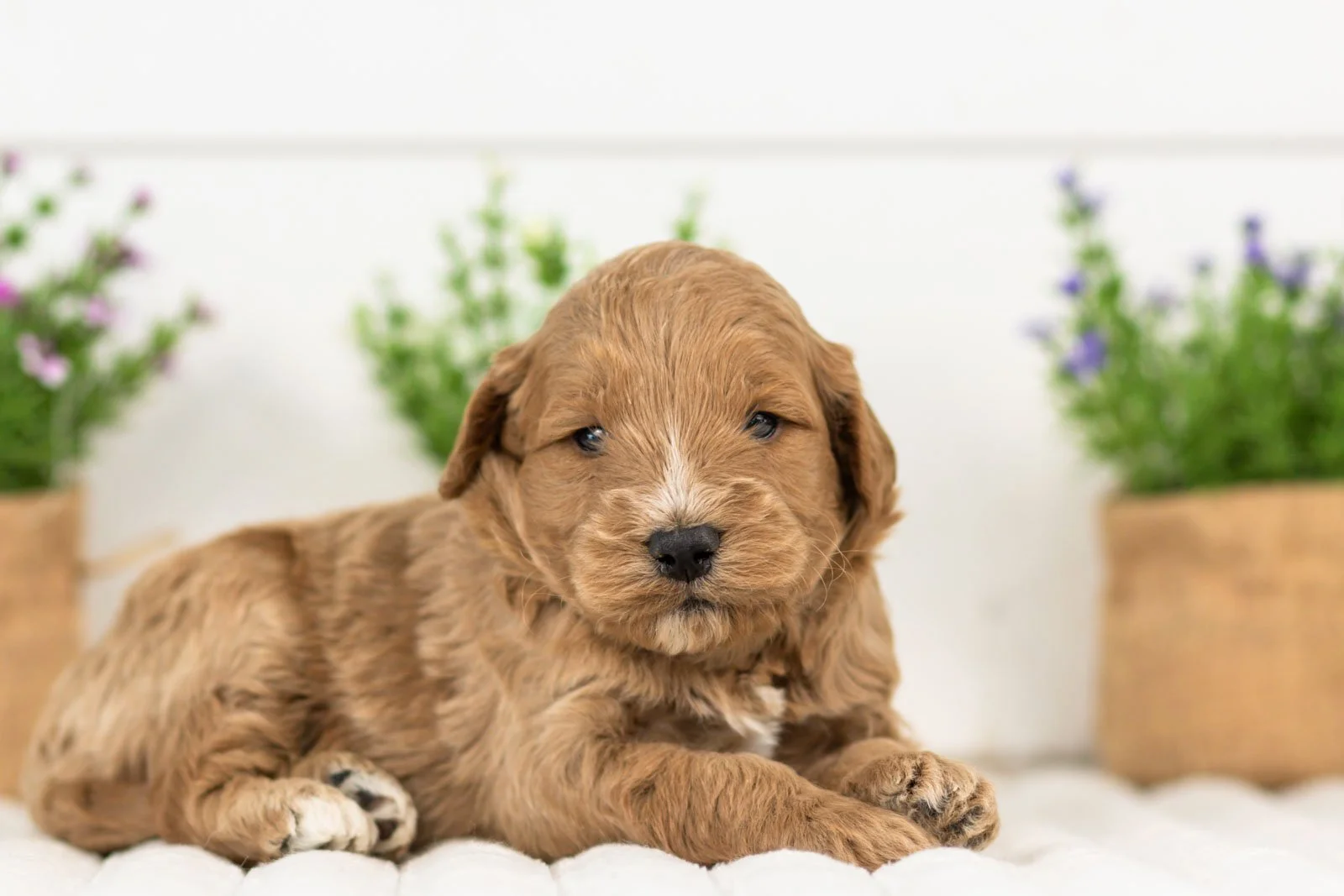 Dexter goldendoodle for sale(1).jpg