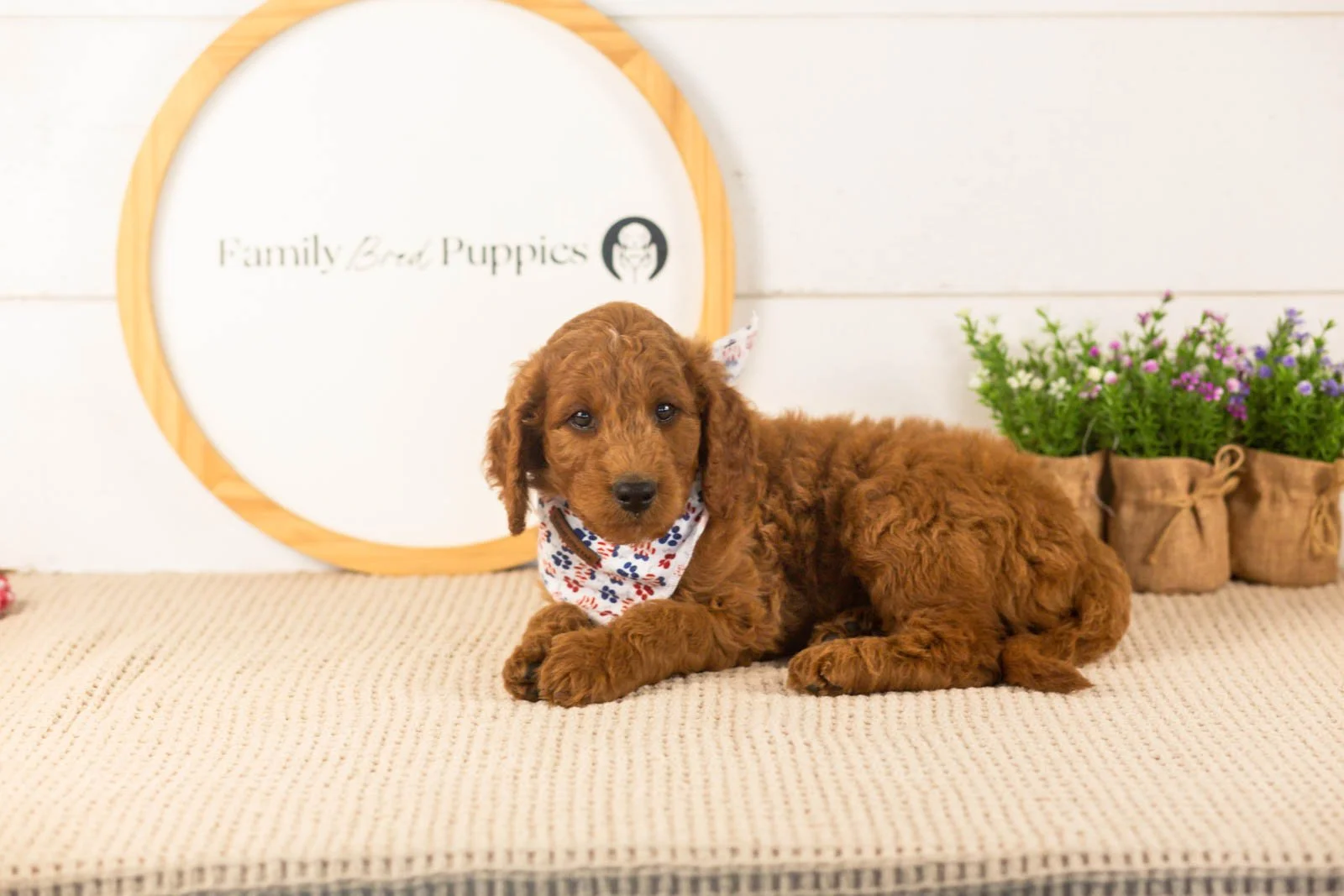 Zion goldendoodle for sale(1).jpg