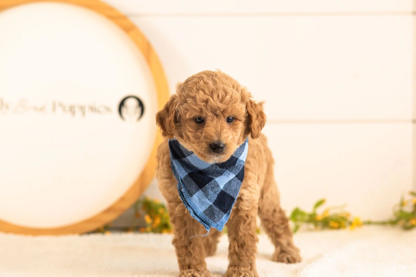 Fin goldendoodle for sale(2).jpg