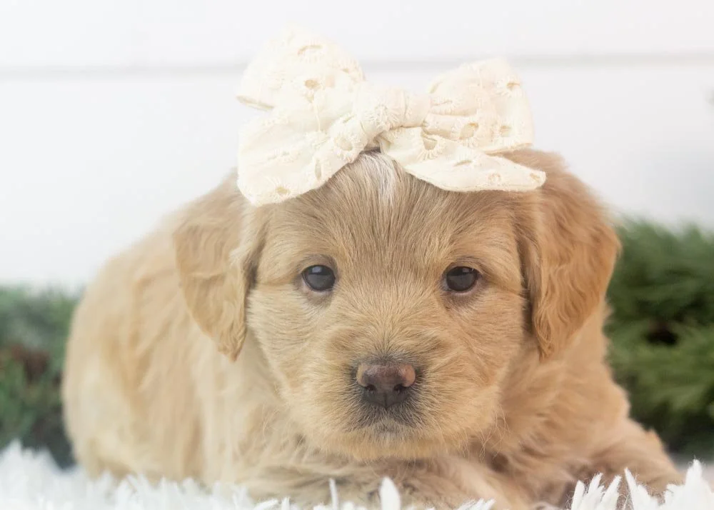 Sophie goldendoodle for sale(2).jpg