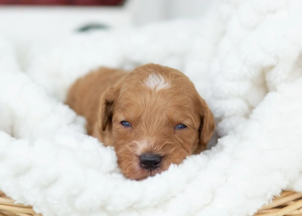 Pecan goldendoodle for sale.jpg