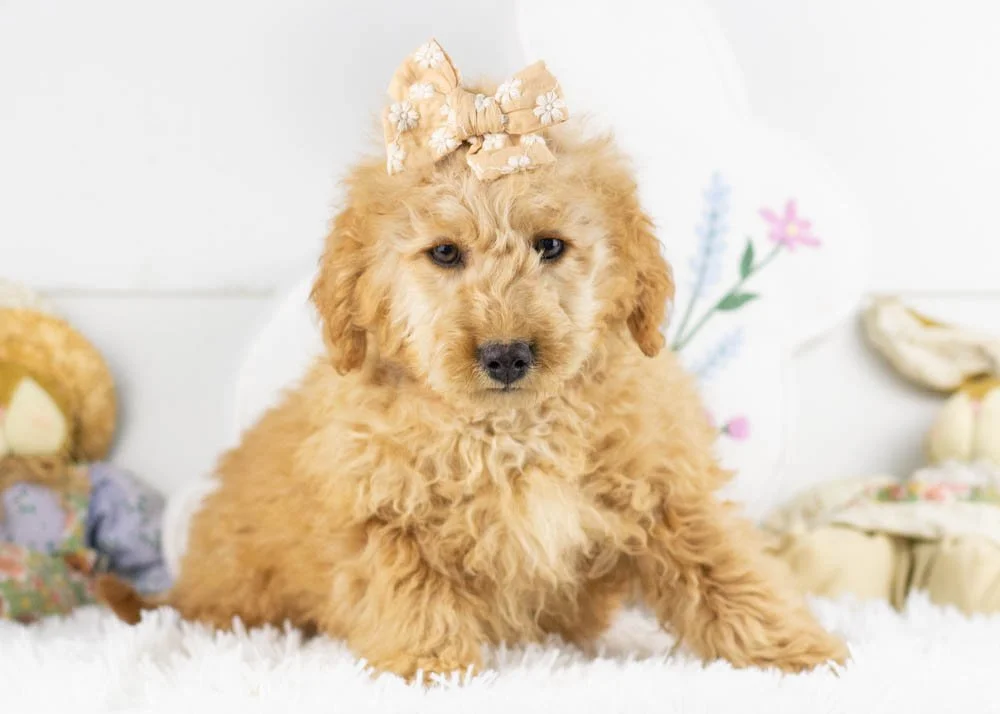 goldendoodle for sale