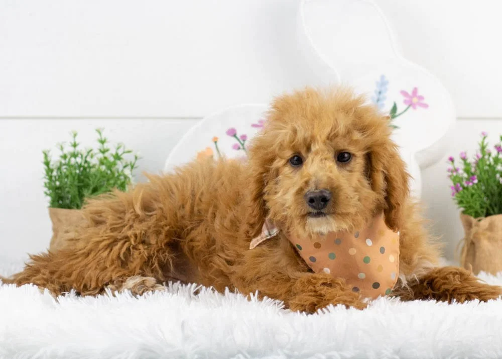 goldendoodle for sale