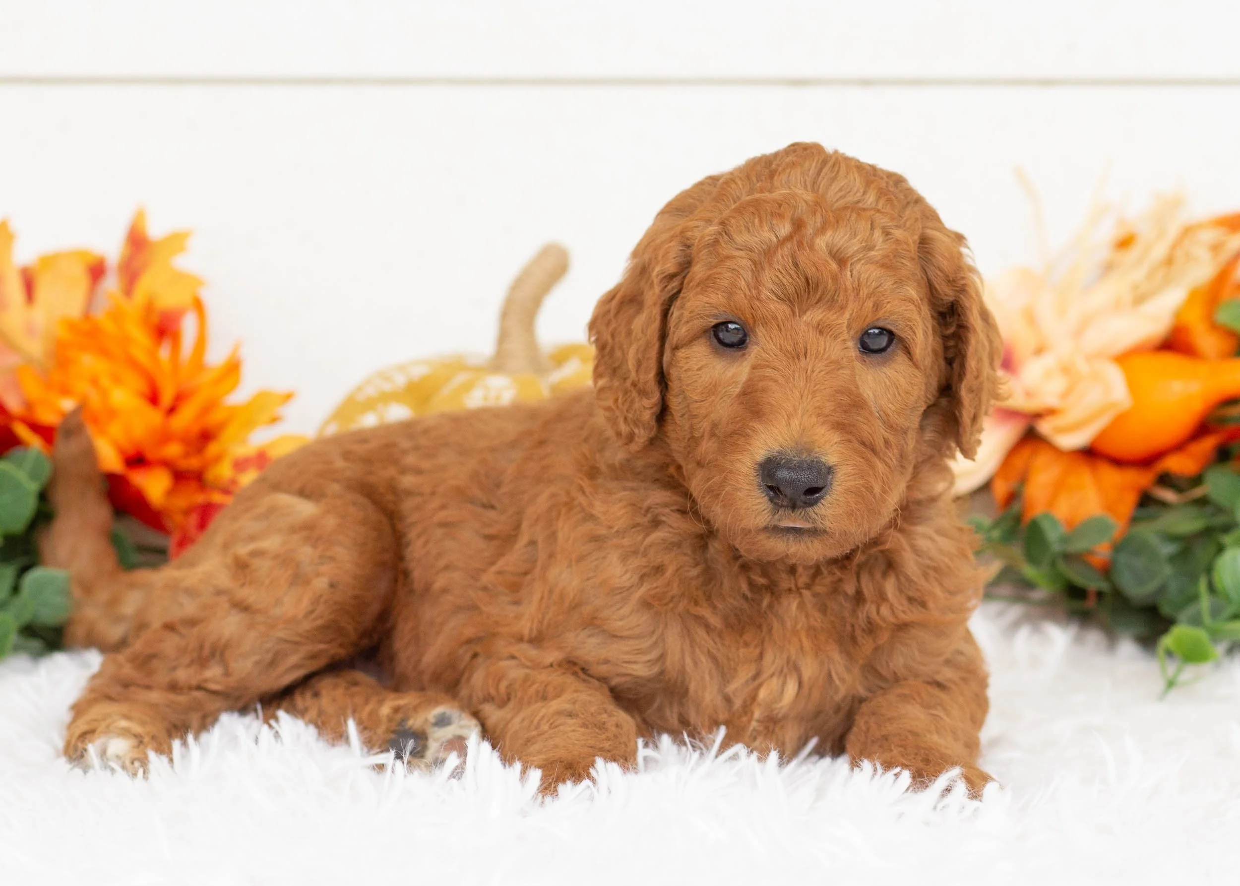 Bamm-bamm goldendoodle for sale(1).jpg