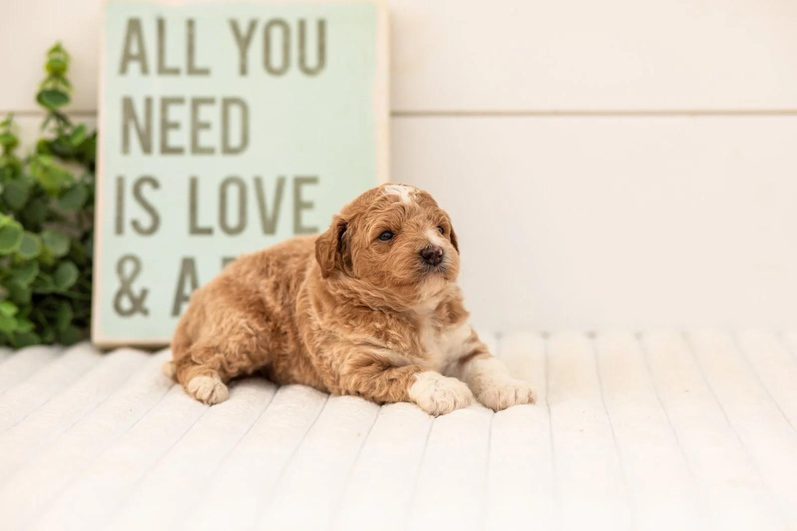 Felix goldendoodle for sale(1).jpg