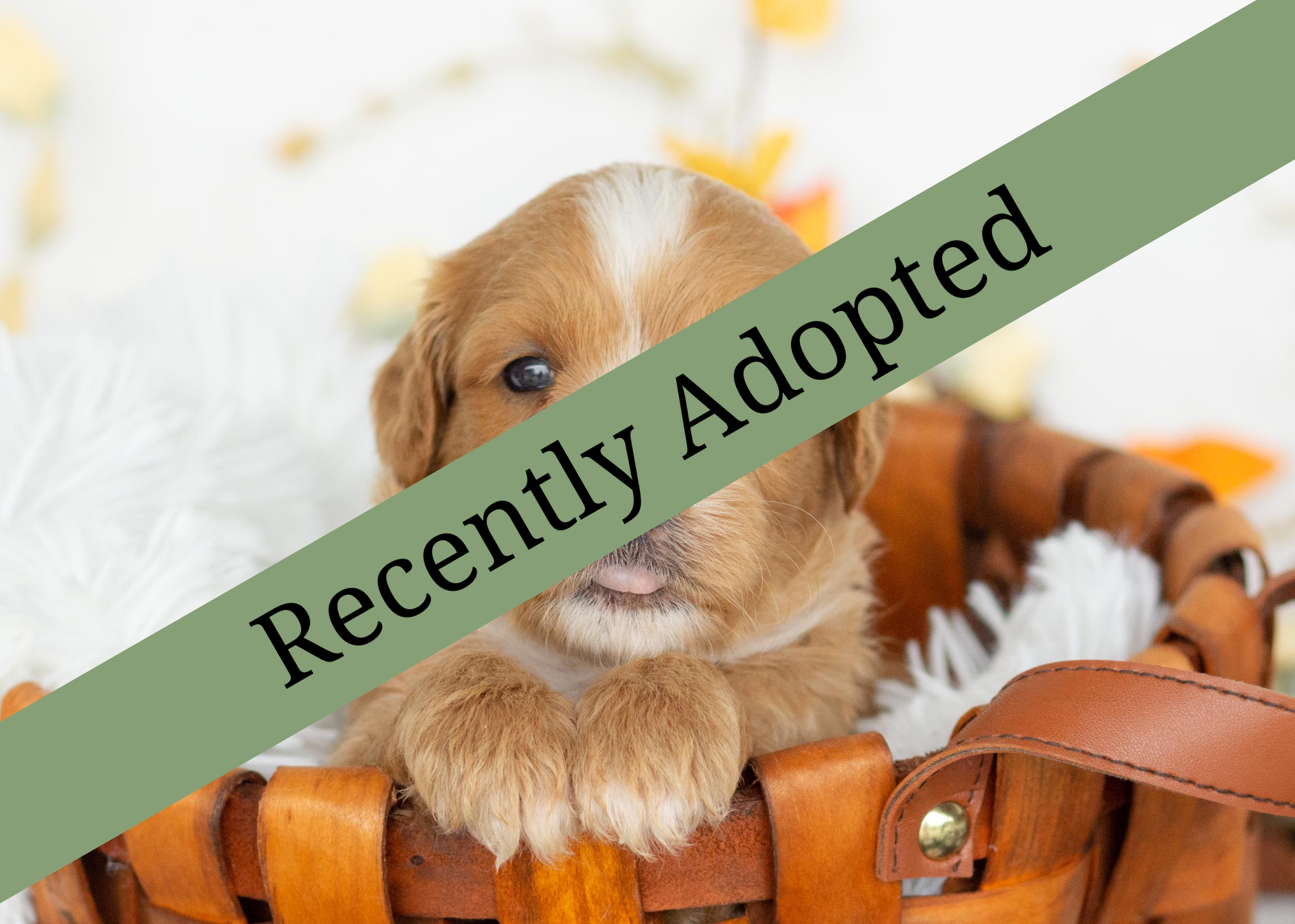 goldendoodle for sale