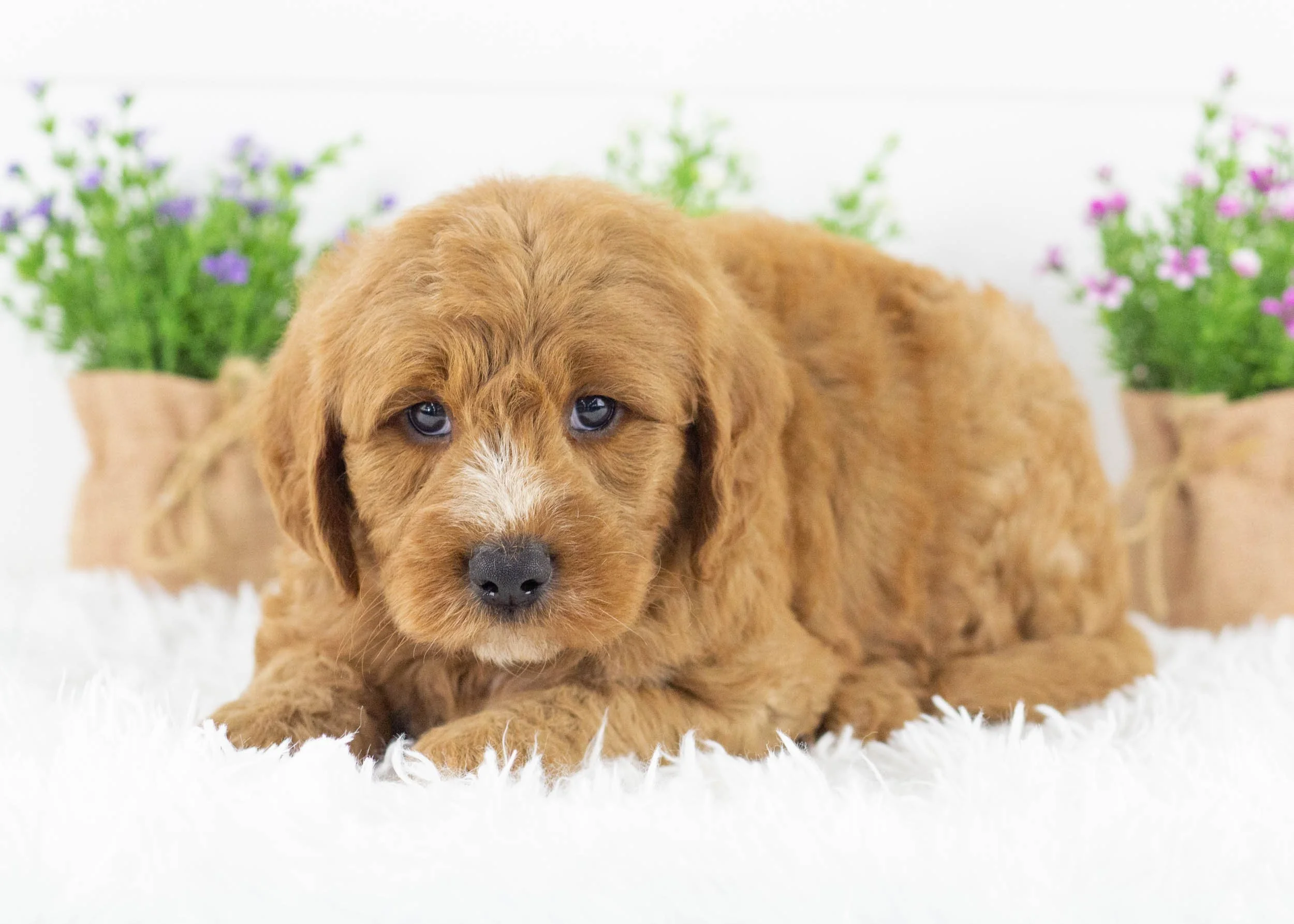 Cardinal goldendoodle for sale(1).jpg