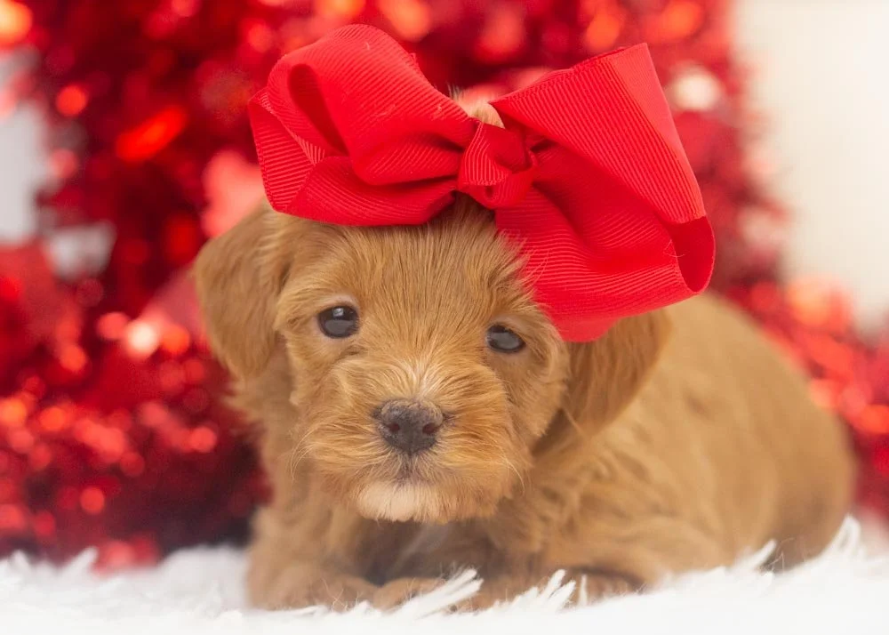 Doug 12-20-25 Eleven 2.22-2.jpg