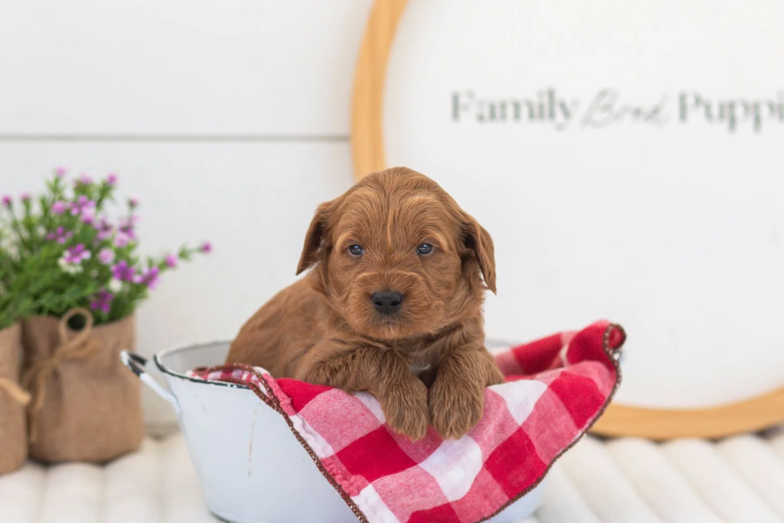 molly goldendoodle for sale(3).jpg