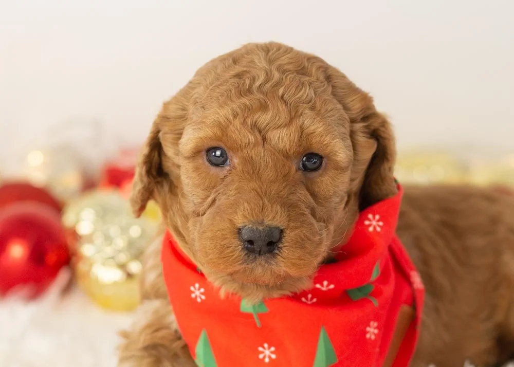 Andy goldendoodle for sale(1).jpg