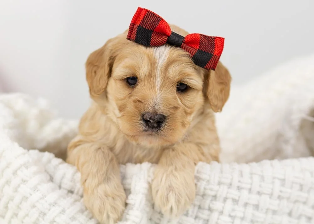 goldendoodle for sale