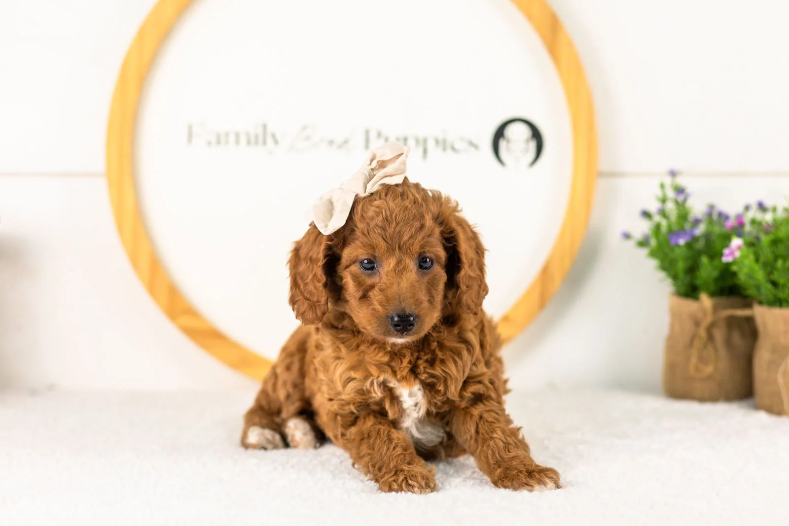 Lexy goldendoodle for sale.jpg