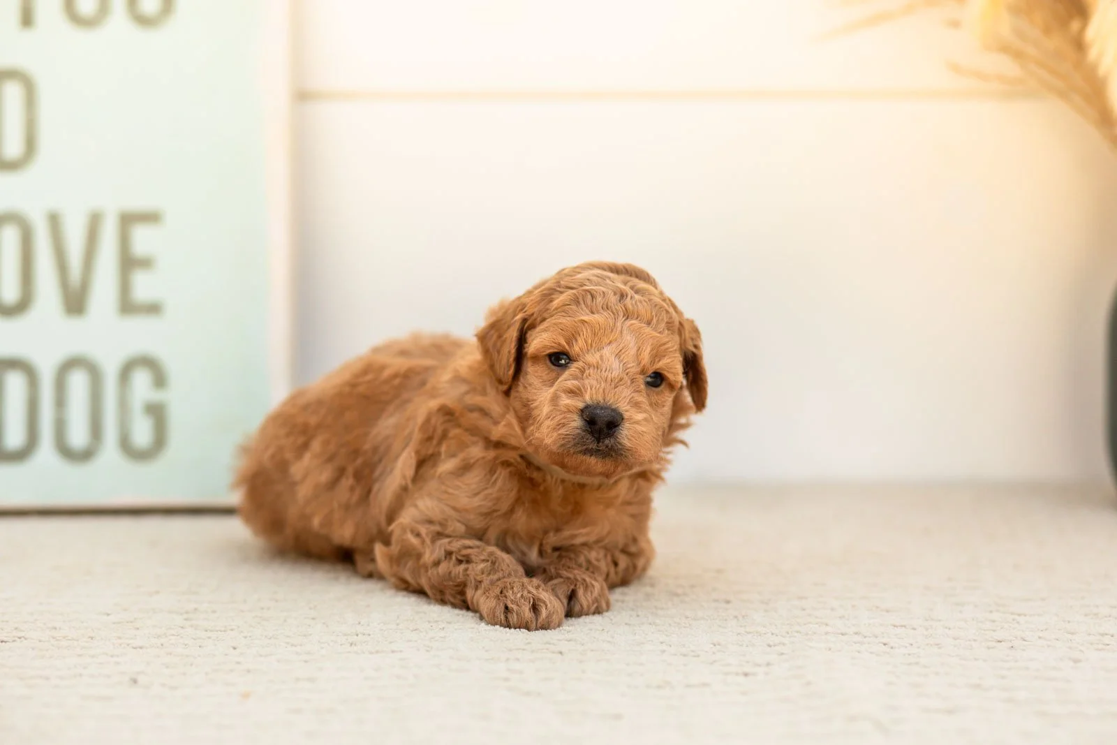 Bumble goldendoodle for sale(4).jpg