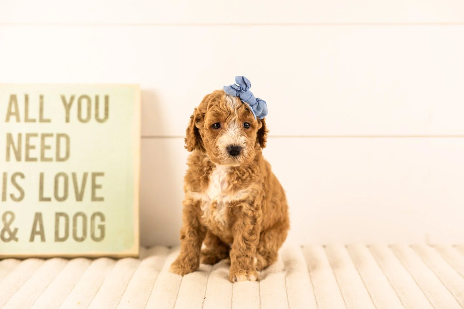 Lola goldendoodle for sale(1).jpg