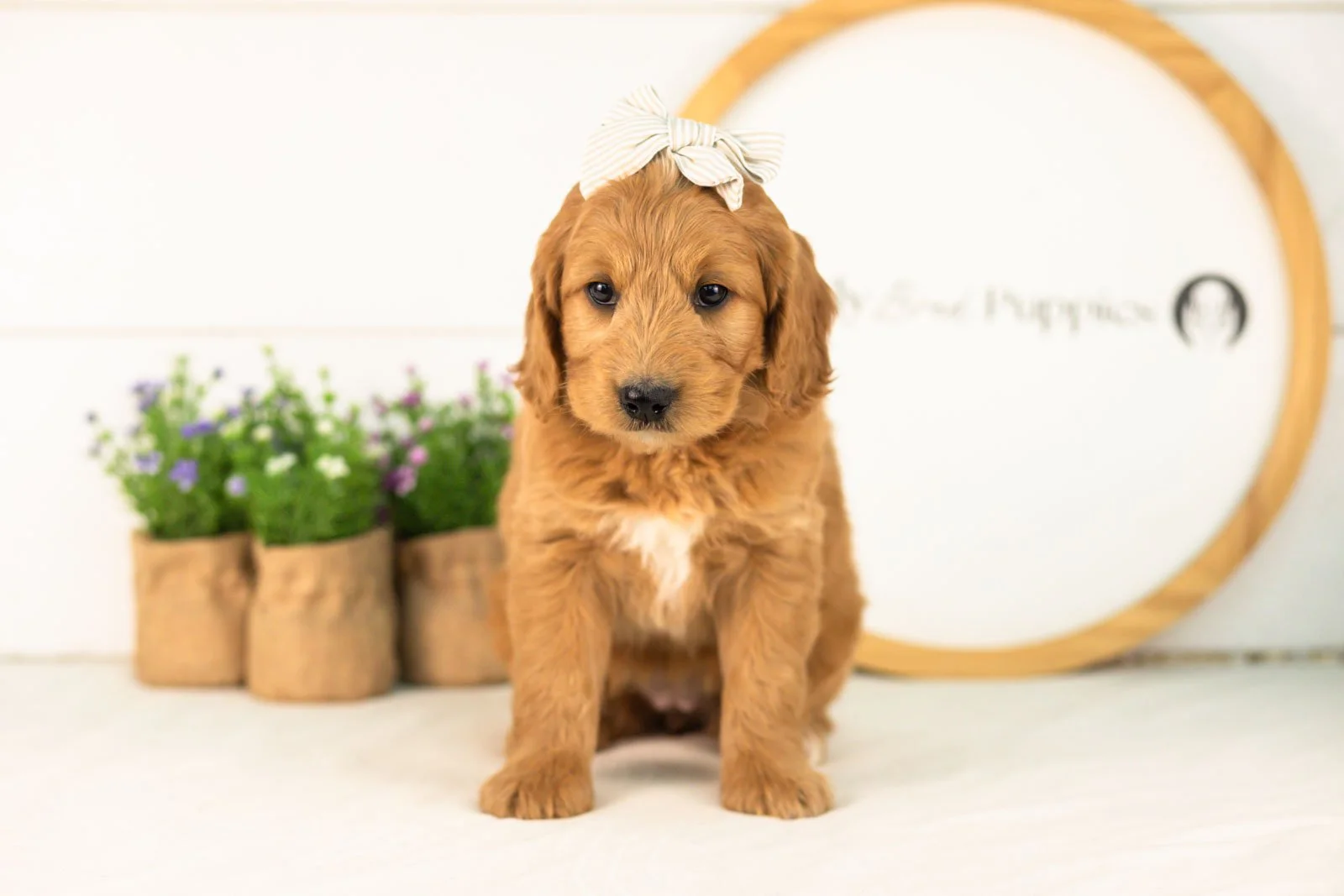 Cha-cha goldendoodle for sale(1).jpg