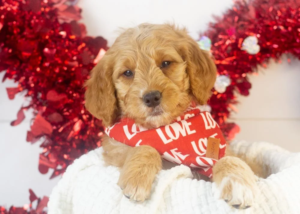 Pecan goldendoodle for sale(2).jpg