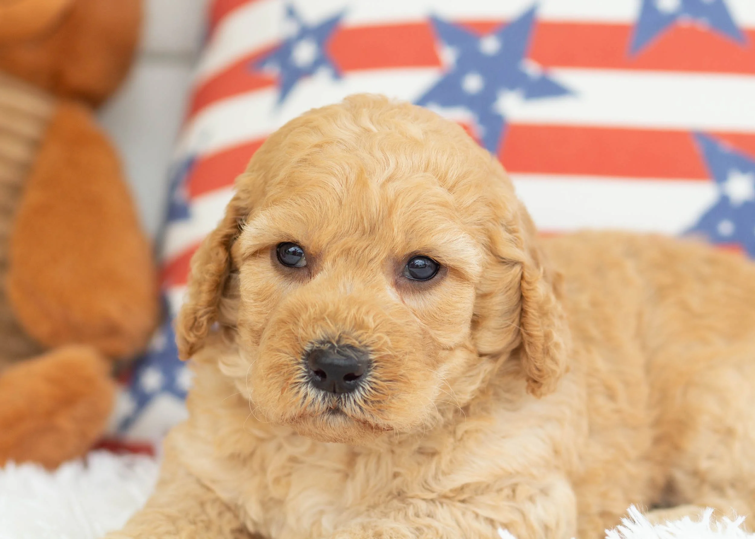 Taki Goldendoodle For Sale.jpg