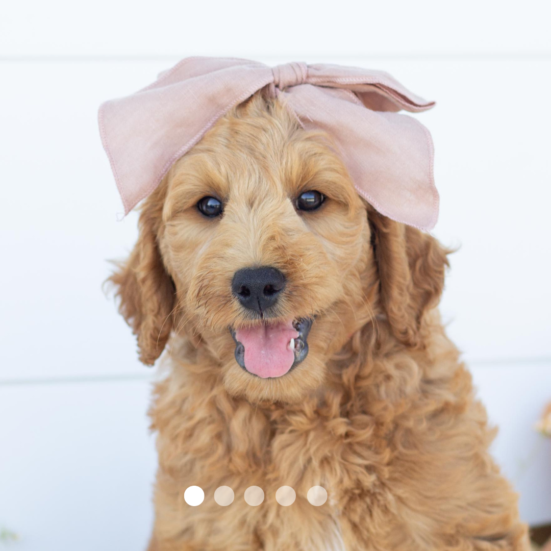 Copy of FBP Design.png