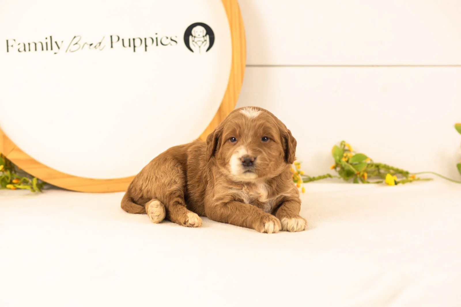 Marley goldendoodle for sale.jpg