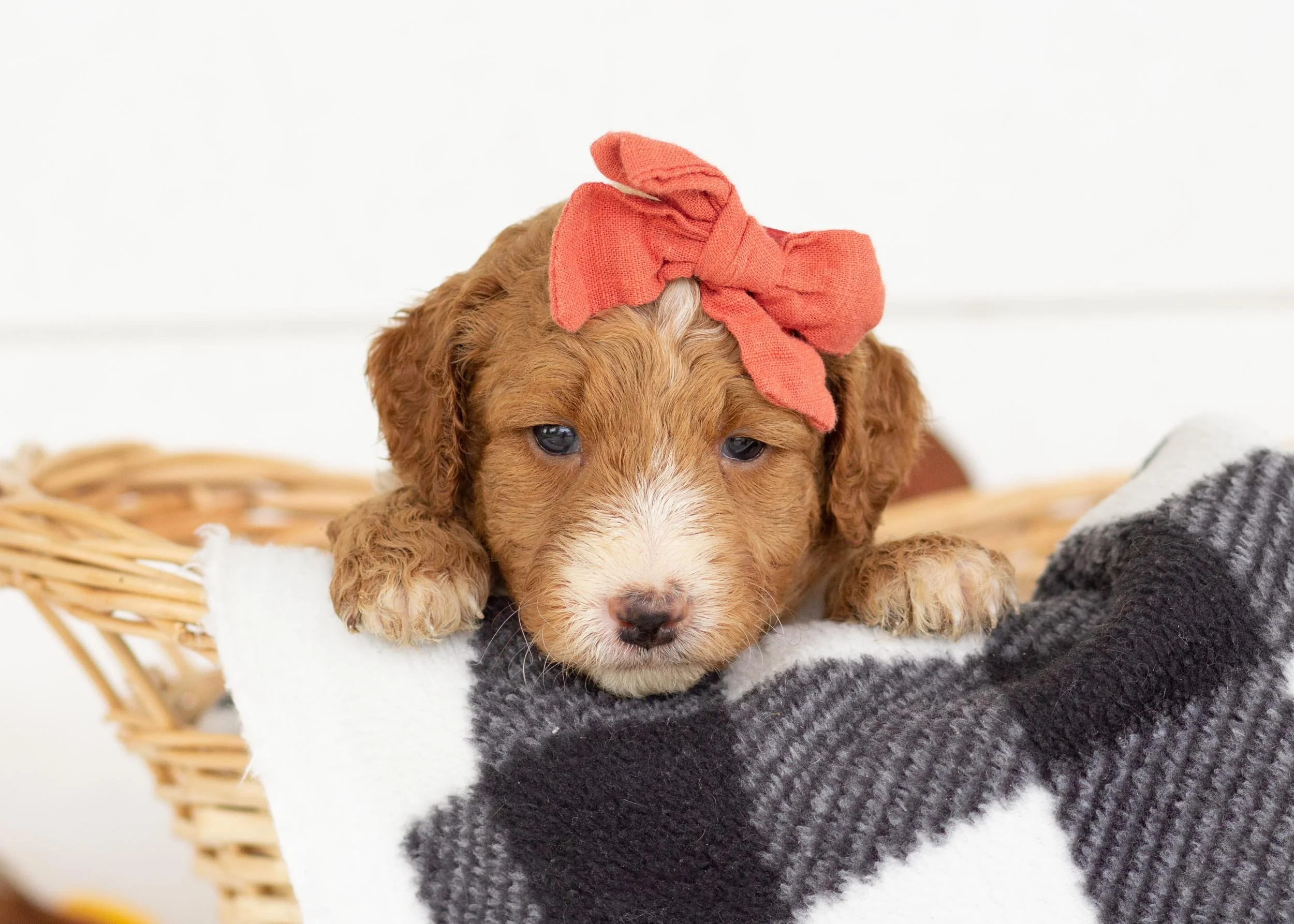 Dior goldendoodle for sale(3).jpg