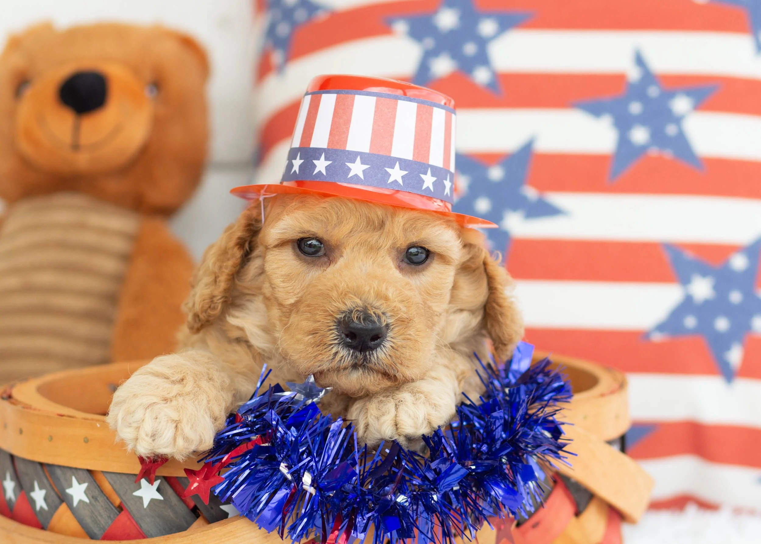 Taki Goldendoodle For Sale(3).jpg