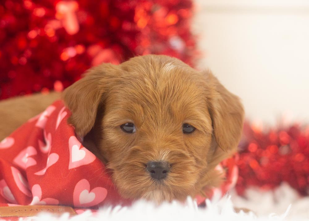 Mike goldendoodle for sale.jpg