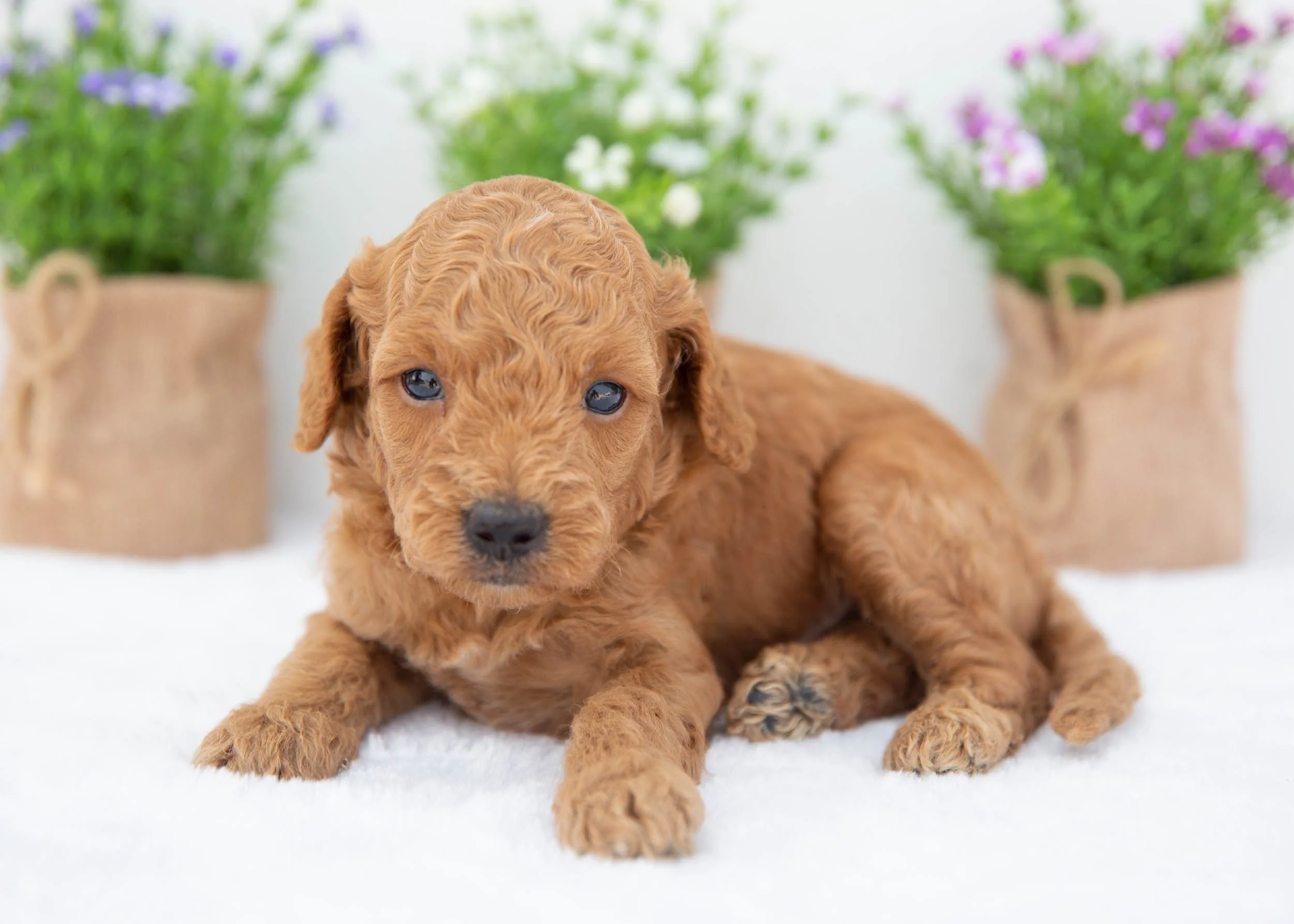Dakota goldendoodle for sale(1).jpg