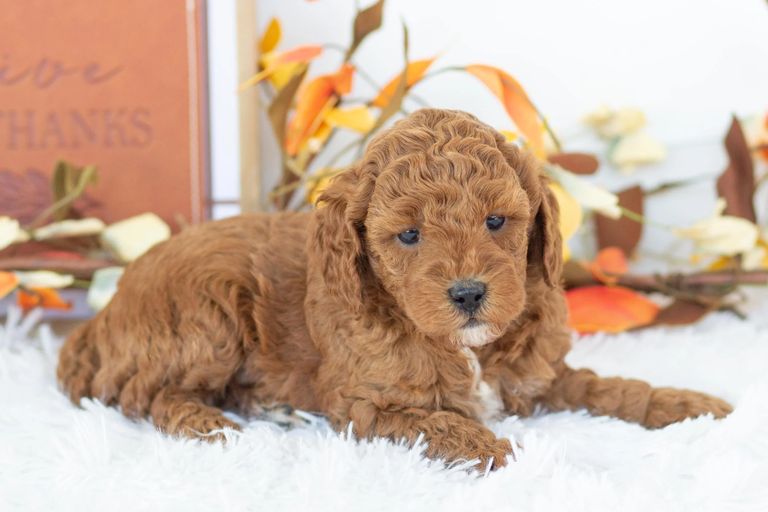 palazzo goldendoodle for sale(2).jpg