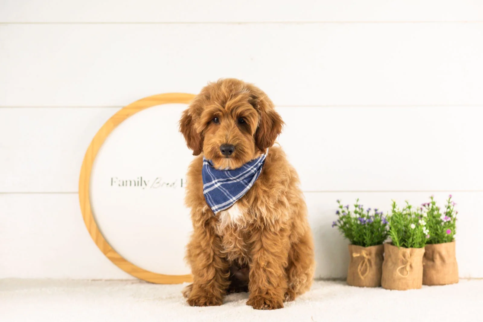 Roscoe goldendoodle for adoption.jpg