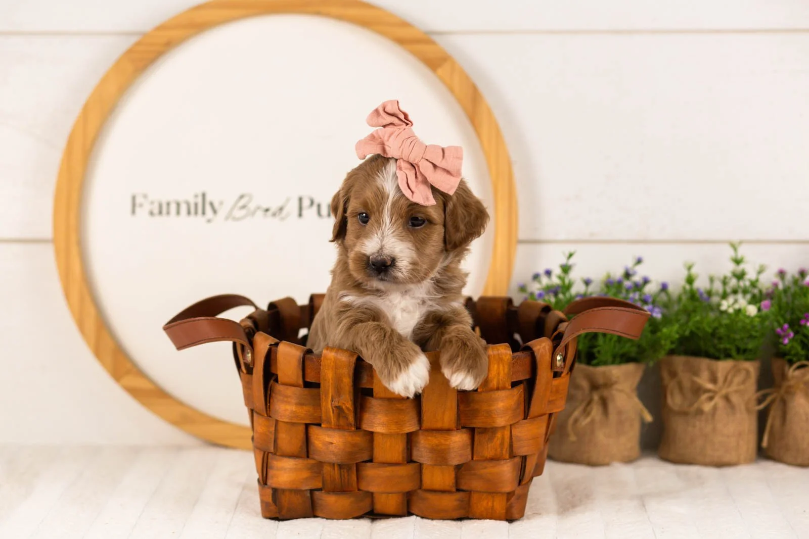 Jan goldendoodle for sale(4).jpg